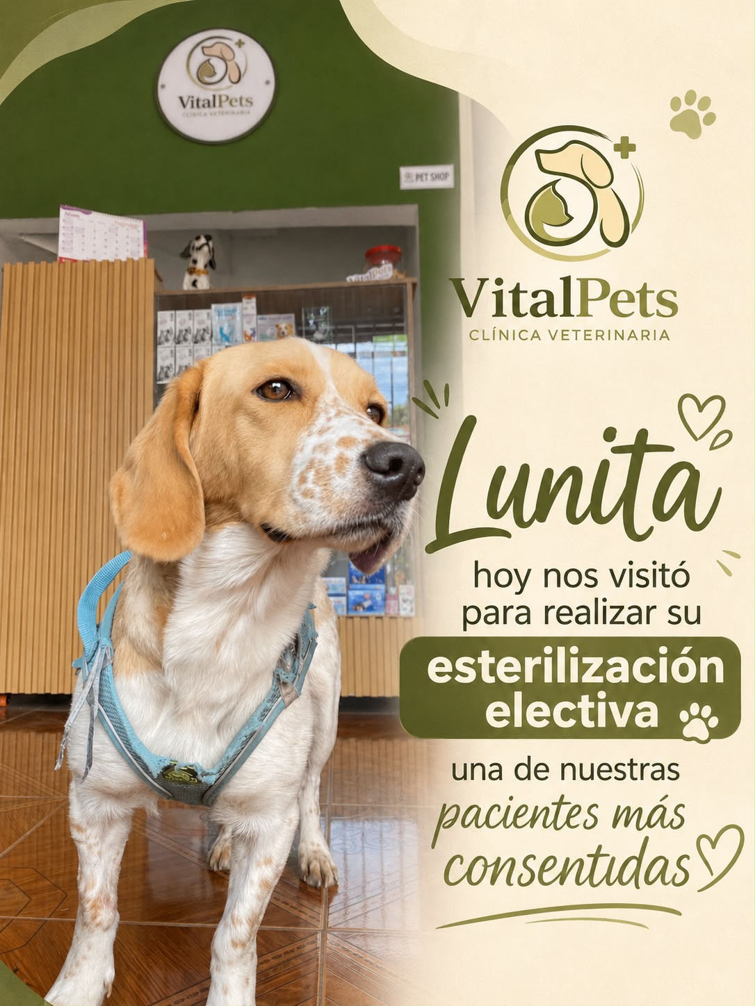 Lunita, en su esterilización electiva