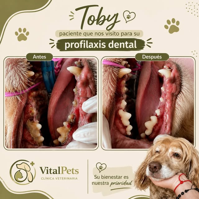 Antes y después de la profilaxis dental de Toby